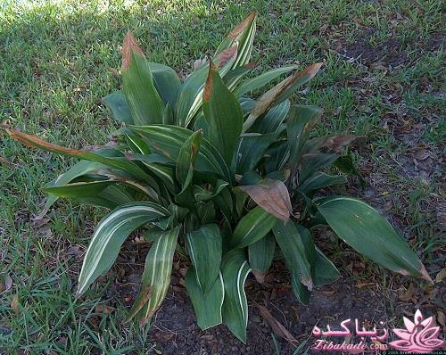 گیاهان آپارتمانی 